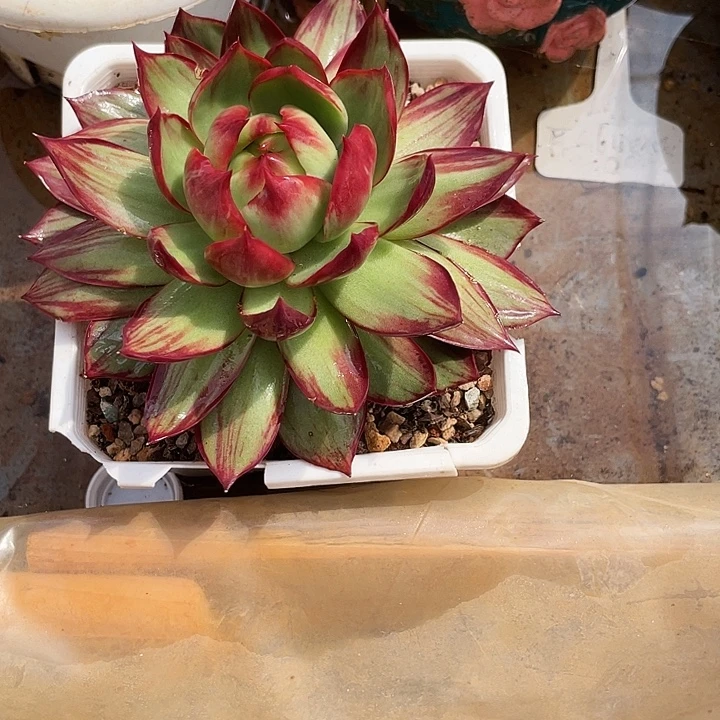 我***张惊鸿仙子多肉植物7001