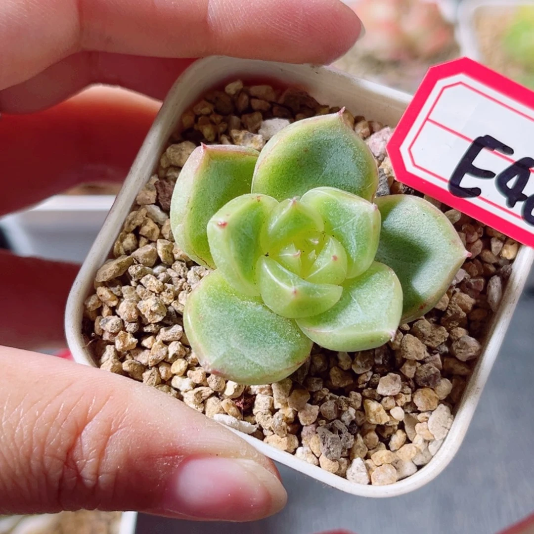 E48 一物一拍 18包邮 晴空珍妮