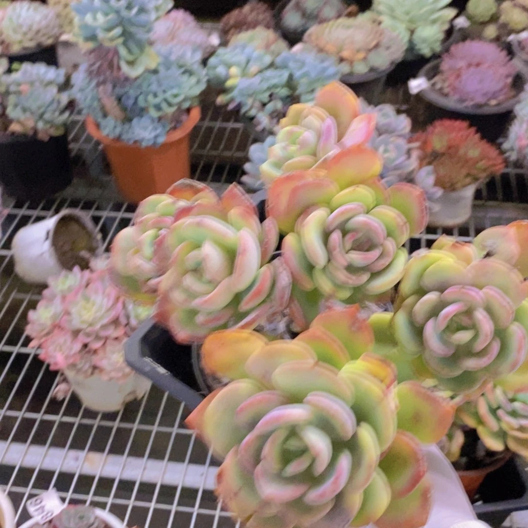 0181白月光一物一拍