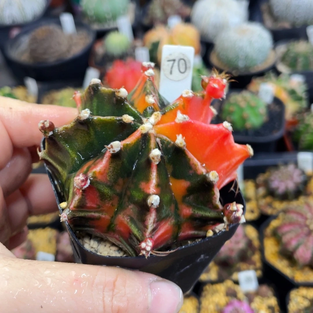 盆5公分满25包邮裸根发货