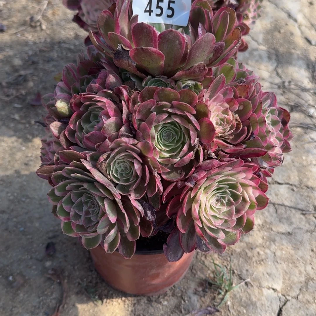 455 瑶光多肉植物