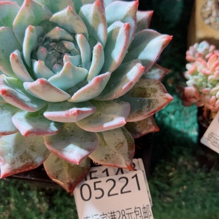 幸运的人会遇到你喜欢