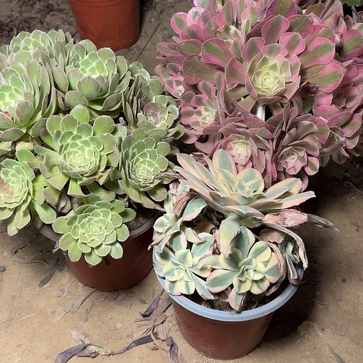多肉植物套餐3颗8