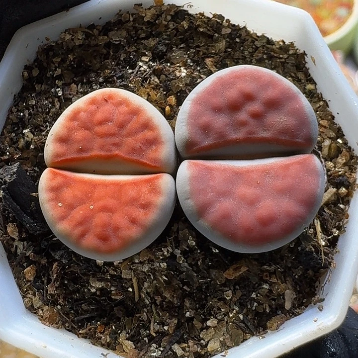 生石花33:：：。  11号