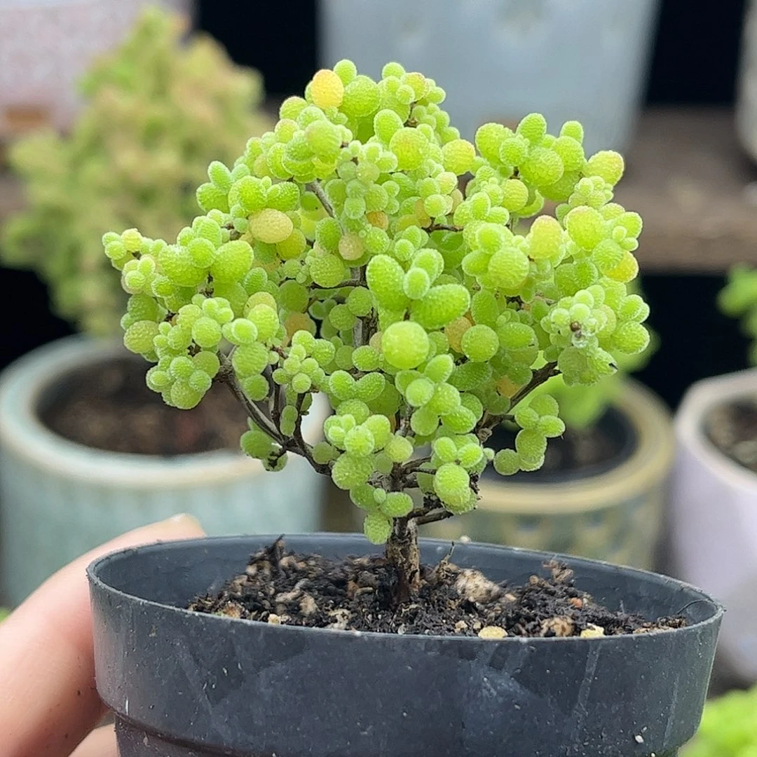 003蜜桔糖球优选枝干番杏