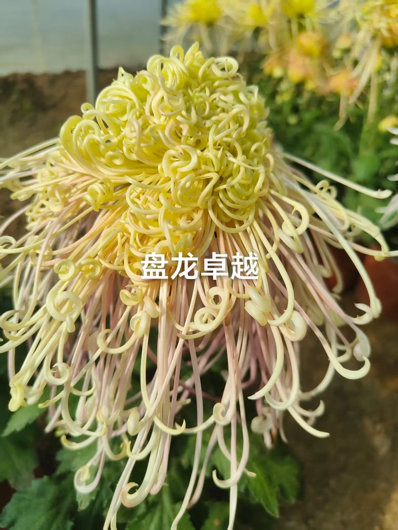 【带花苞】九月大花菊-盘龙卓越大花型阳台庭院好养护