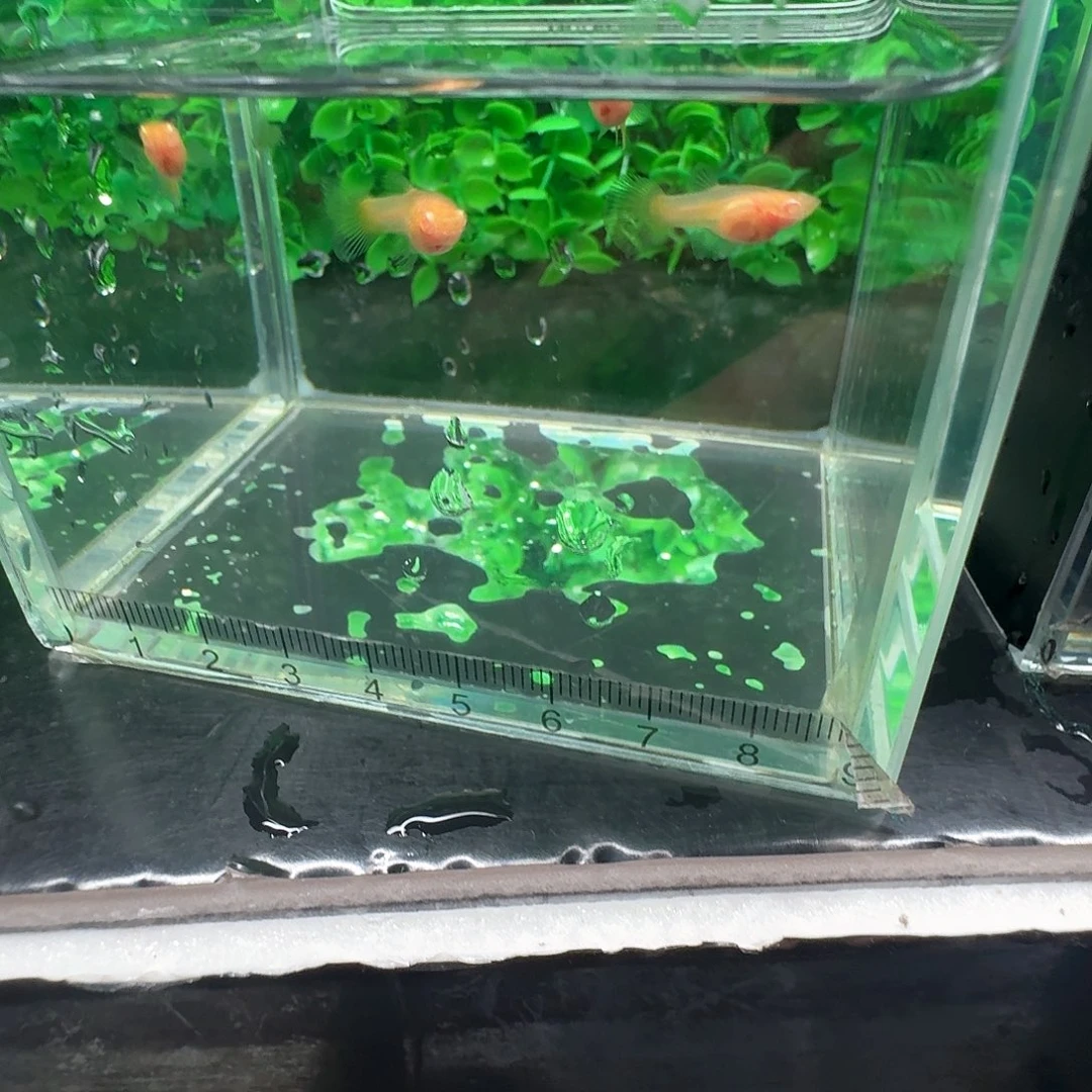 孔雀鱼圈***?两缸