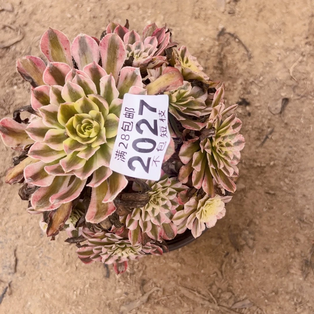 2027多肉植物铜壶姑