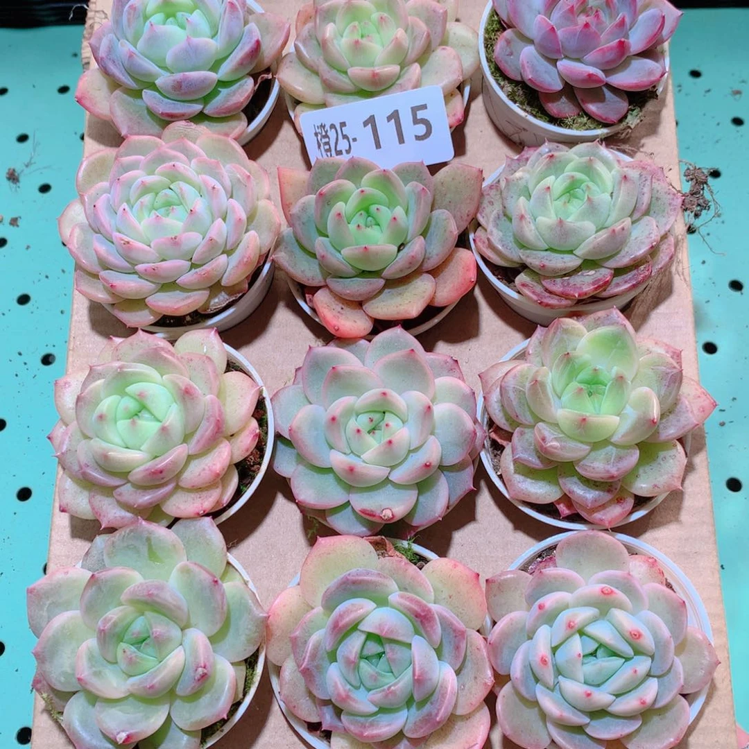 25-115一物一拍多肉带盆18颗