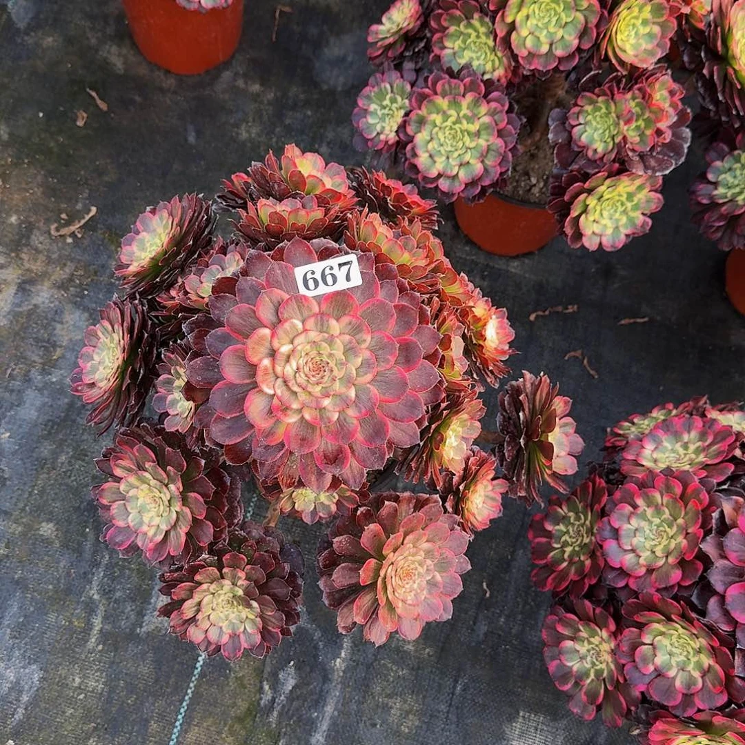 00000667黑金刚多肉植物