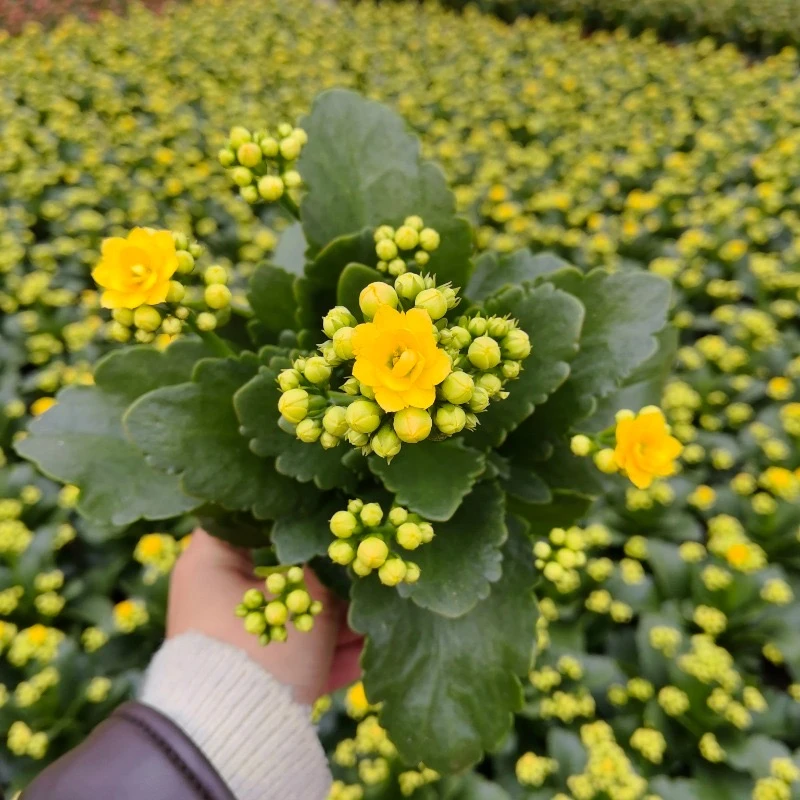 长寿花【西贝尔】110室内精美盆栽 带花苞发货