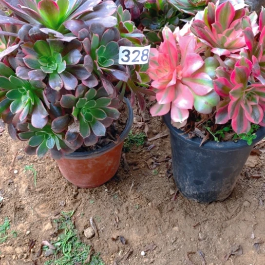 无花朵328多肉植物组合2棵无售后