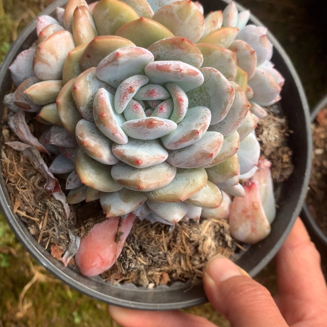 无花朵无砍哈哈哈哈哈哈哈哈16