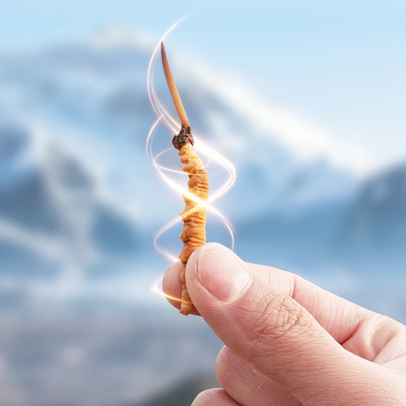 2025头茬干冬虫夏草1根5根/克礼盒专享差价链接