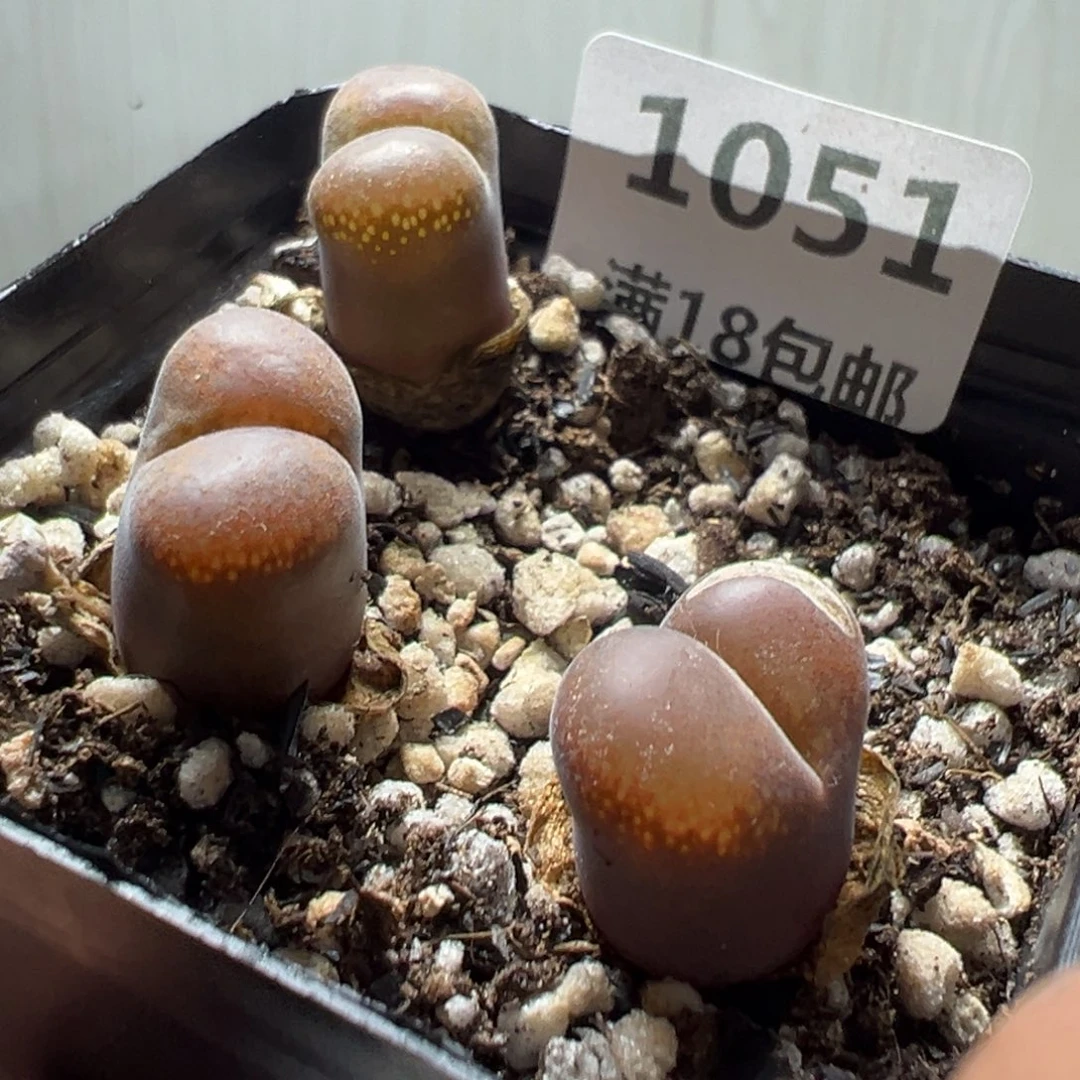 【闪购商品】 1051。