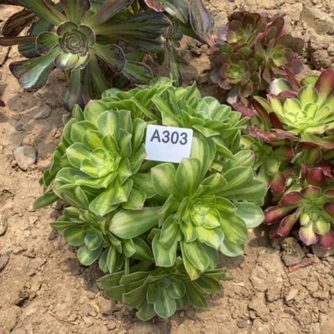 幸**康翡翠琉璃一物一拍