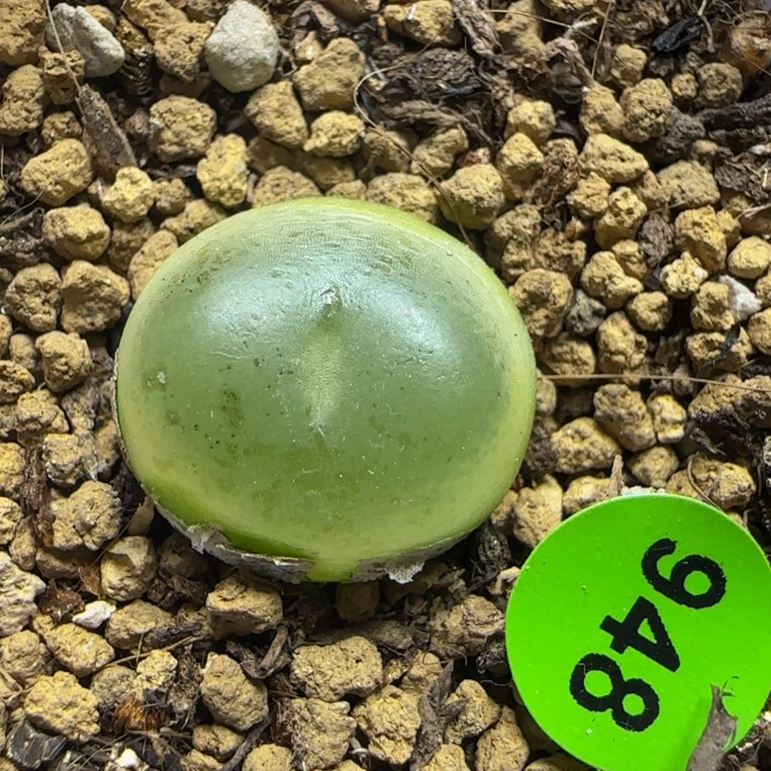 拉登1.5+多肉植物948