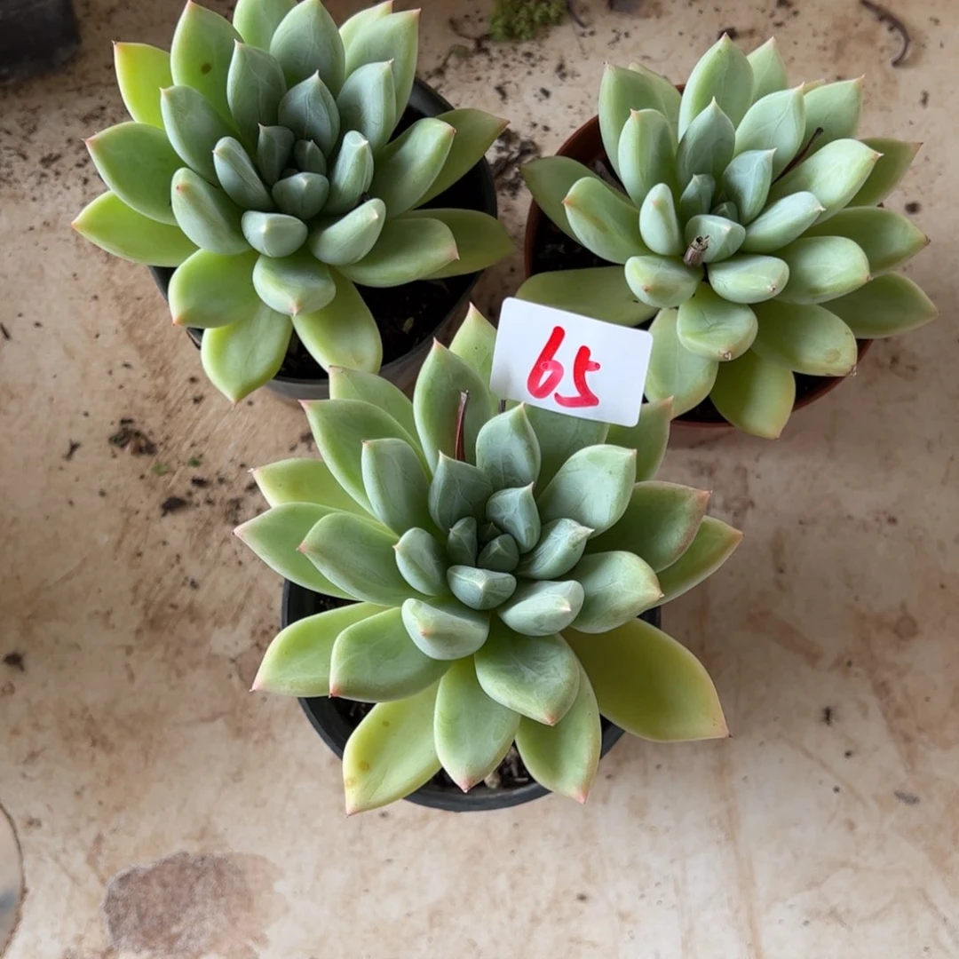 【闪购商品】这****狗65。  111111111111