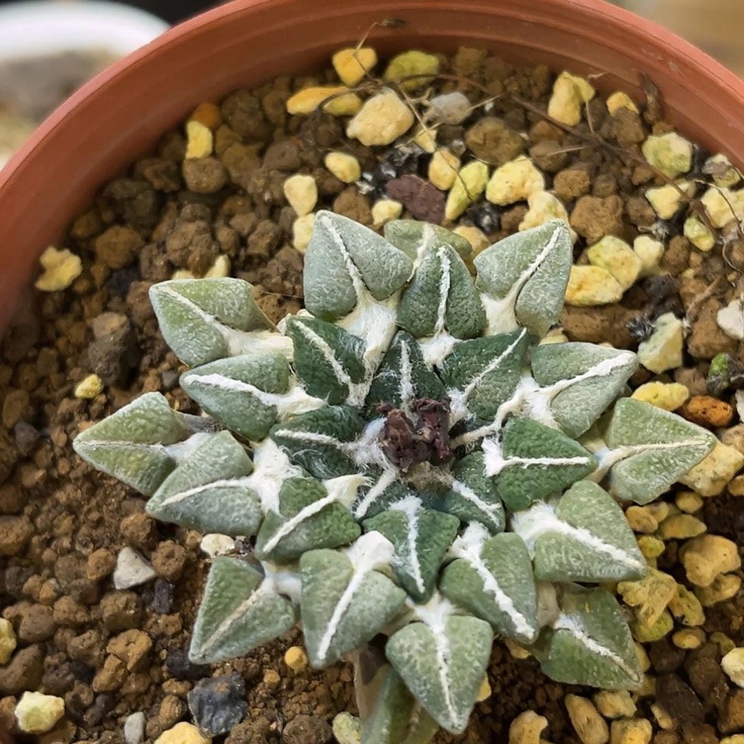 潮流植物 黑牡丹 5.2公分