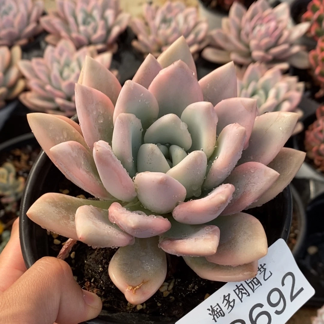 奥普多肉植物A2692