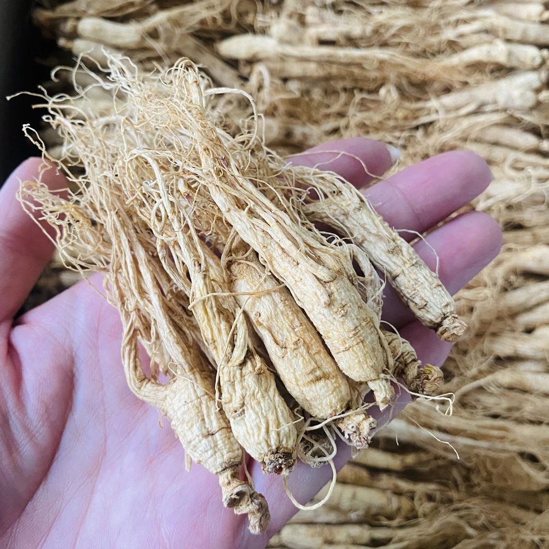 ZOCI长白山人参迷你小人参实物拍摄煲汤泡酒泡水正宗东北人参