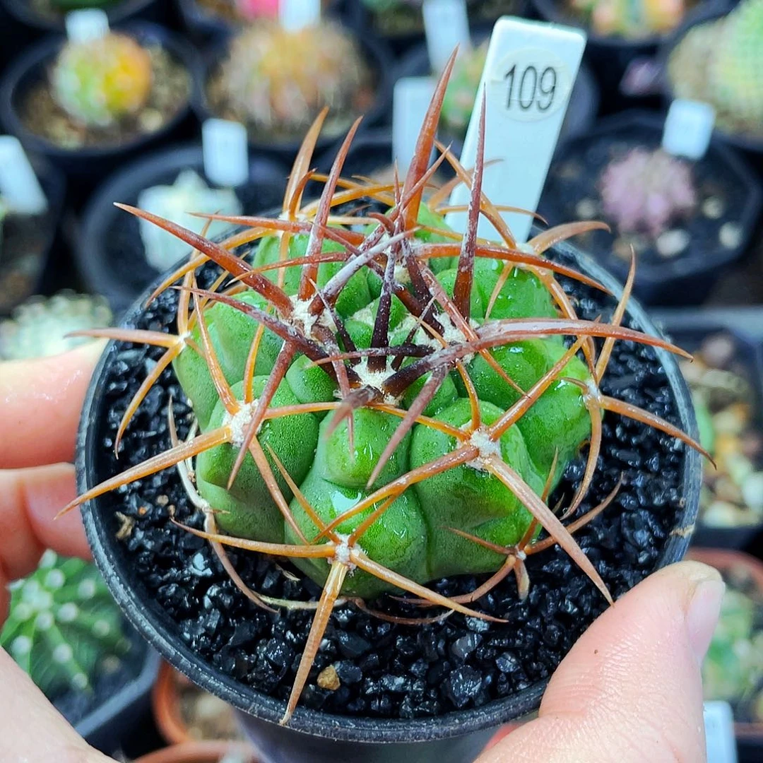 非偏远地区满25包邮仙人球