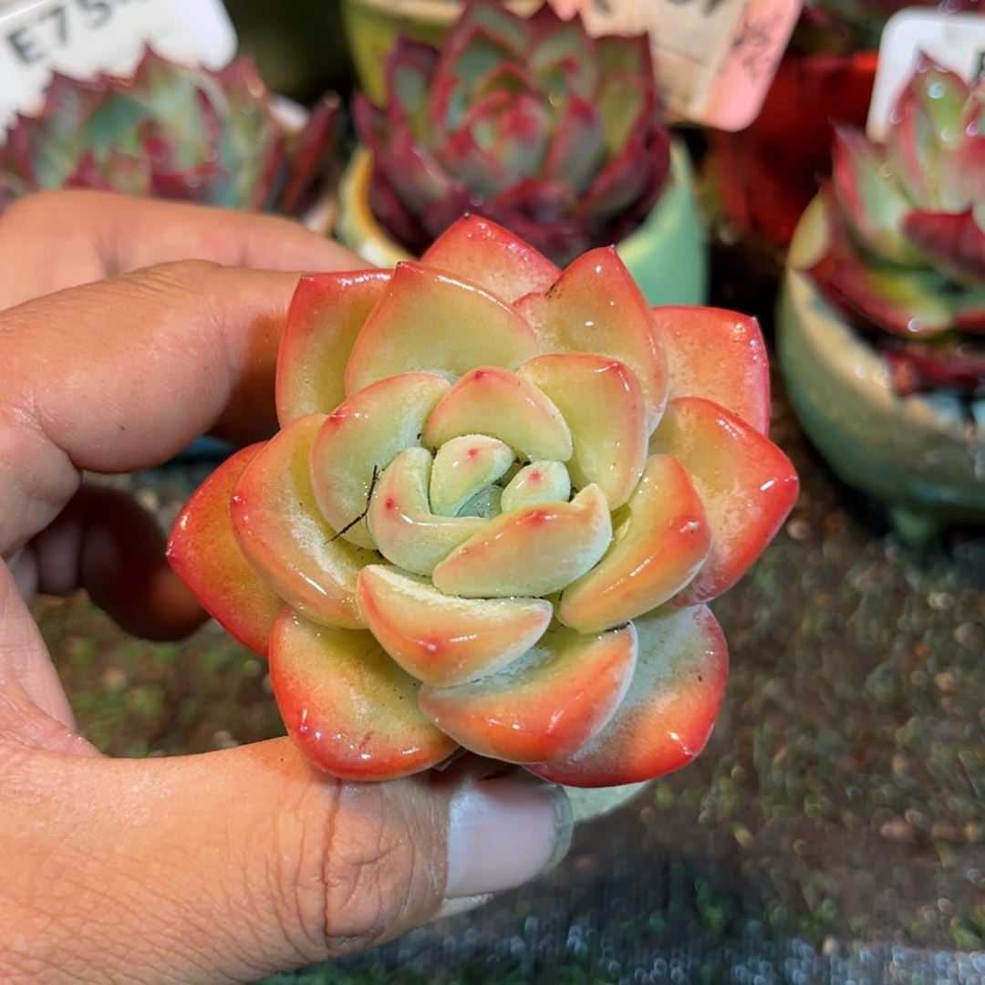 奶油泡芙多肉葡萄