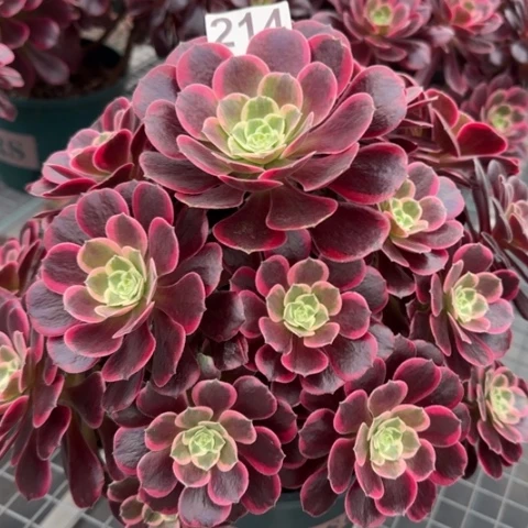 214金丝雀32厘米左右