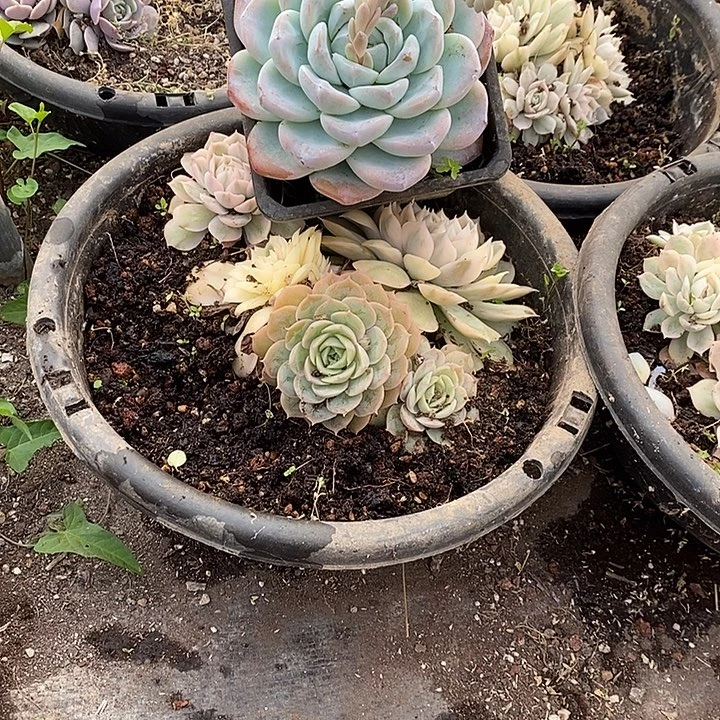 昂斯诺锦多头群省