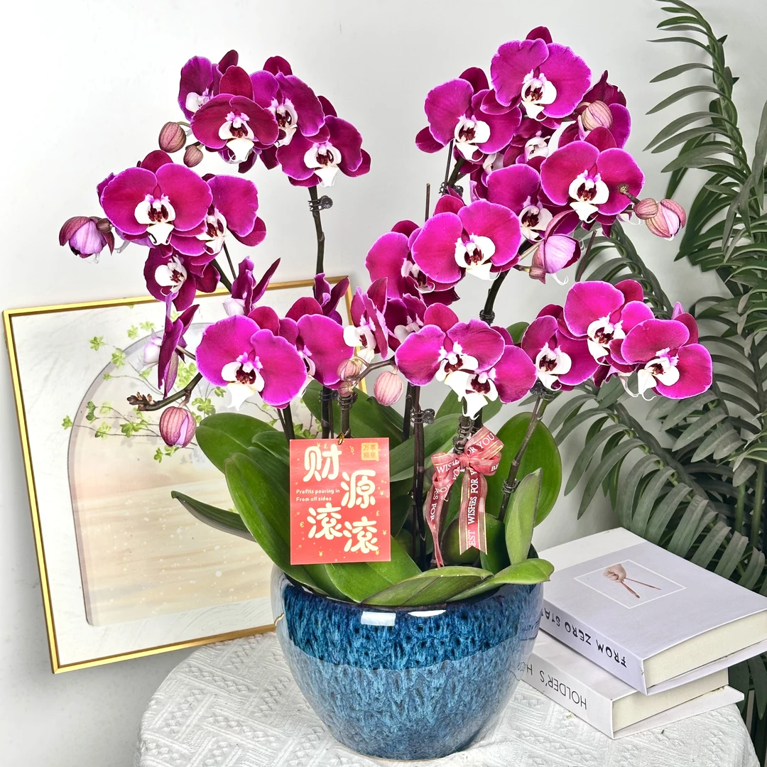 妗画【米歇尔】蝴蝶兰鲜花精致组盆 开花株 室内绿植基地直发