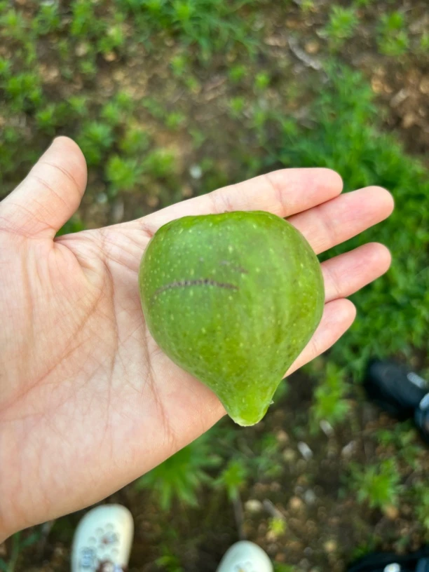 顺丰包邮新鲜现摘山东威海青皮无花果