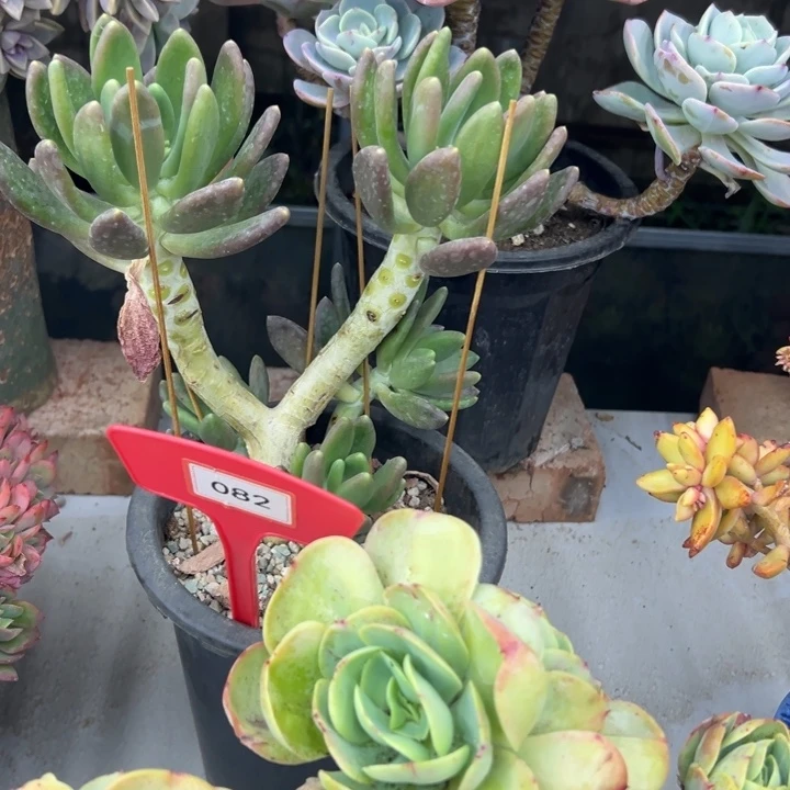 宝***憨金蝉多肉植物082