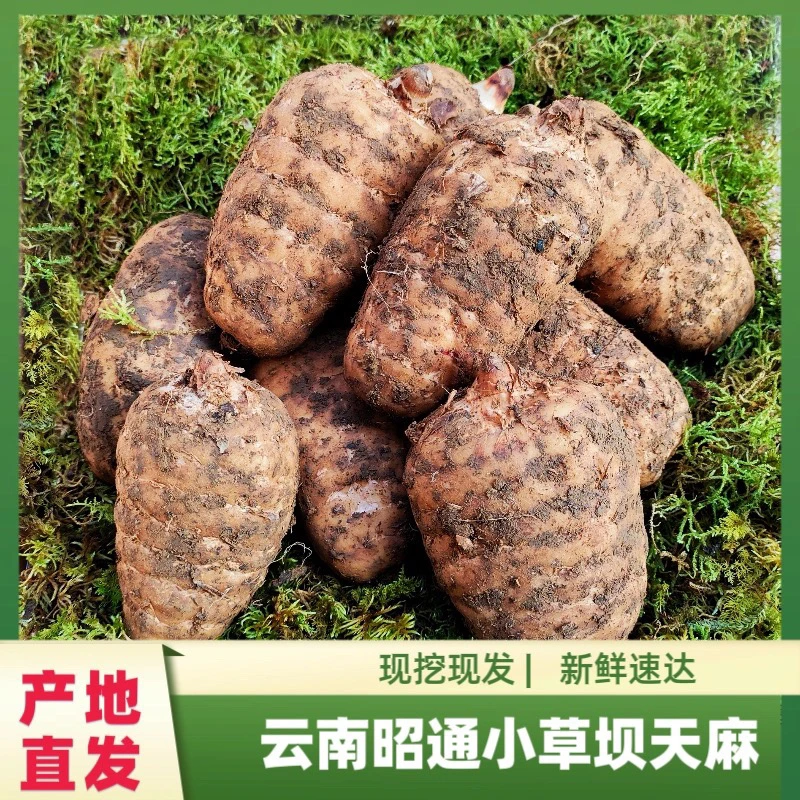 【新鲜天麻】云南昭通彜良小草坝乌天麻煲汤泡酒现挖现发带泥发新鲜