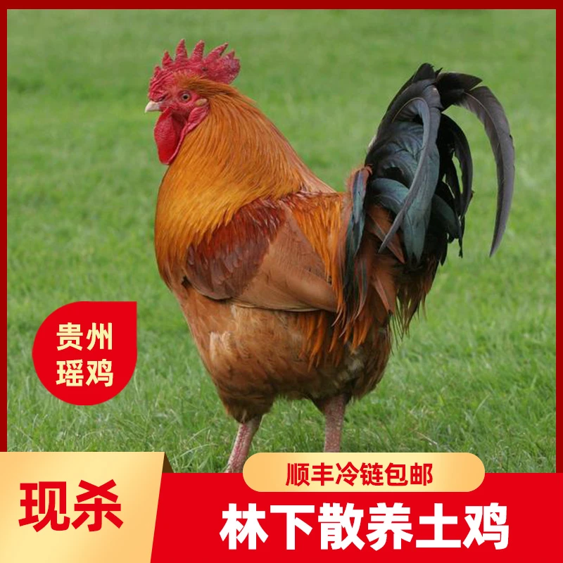一物一拍 公鸡 现场点杀带鸡心鸡肾鸡胗 贵州散养土鸡 顺丰冷链