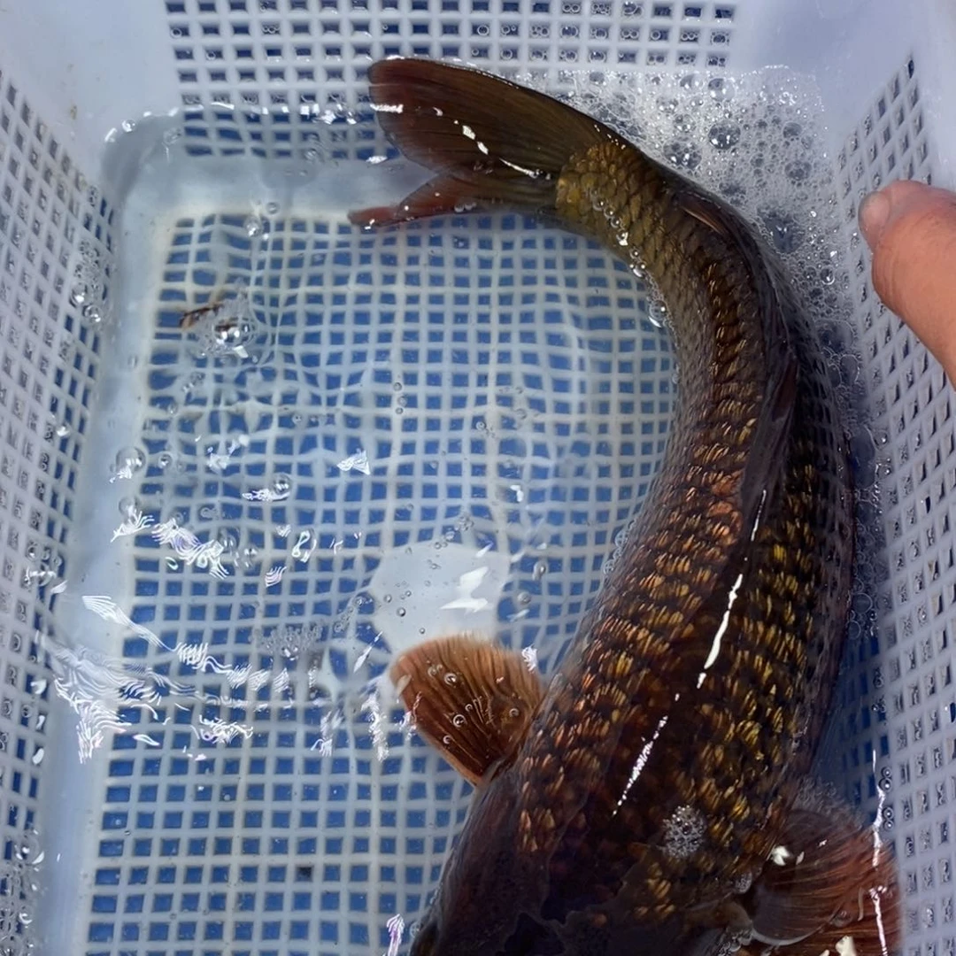 锦鲤冷水锦鲤包邮