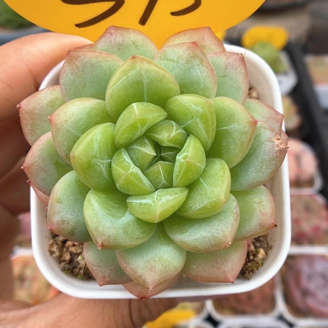 绿芙蓉可拍395号。