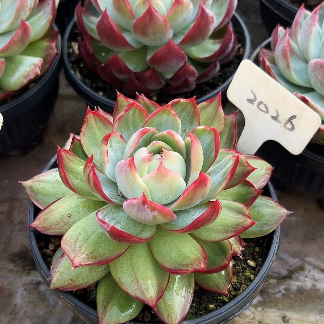 惊鸿仙子一物一拍2026号