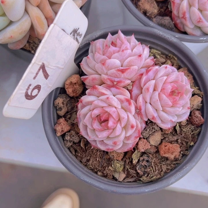 健健康康平平安安