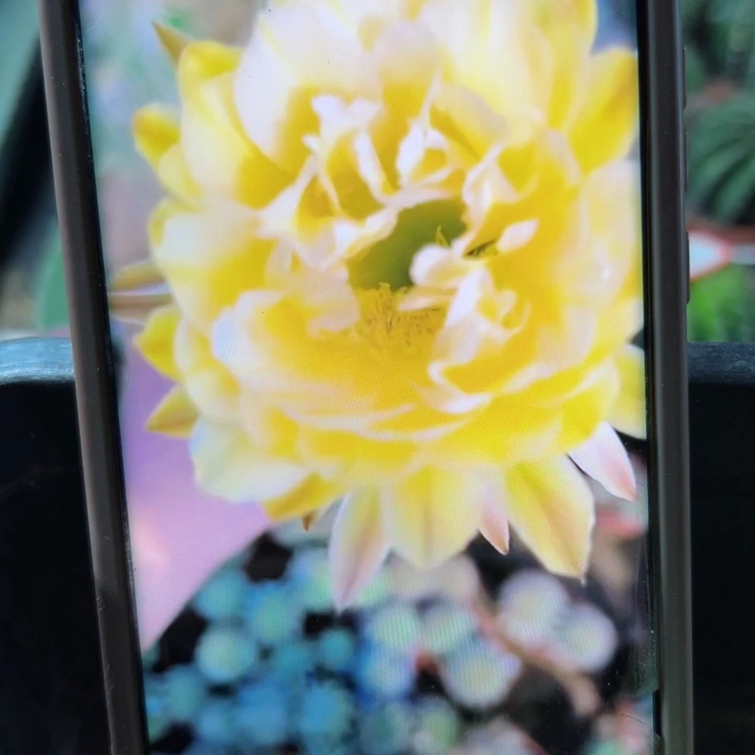 下17彩草144歪花苞侧芽4公分左右20包邮