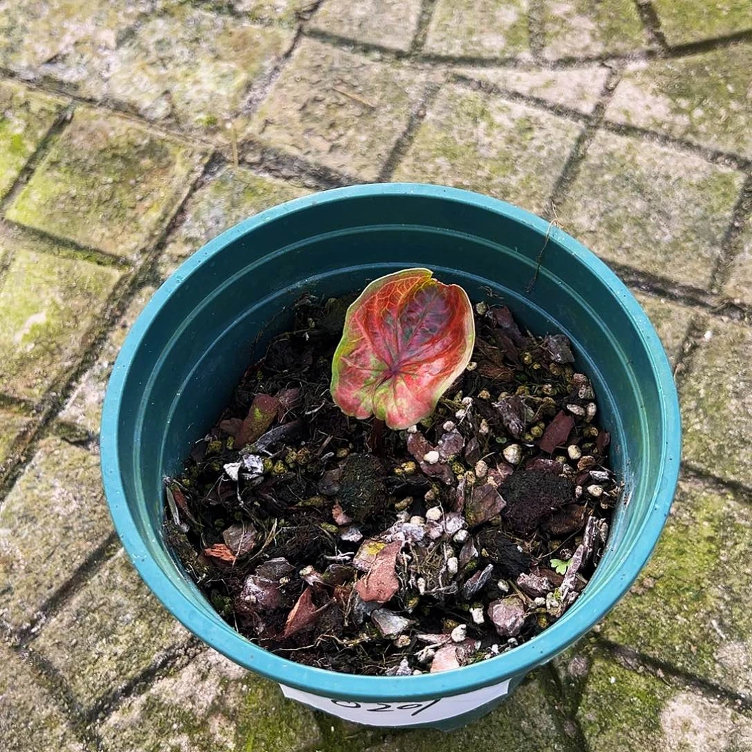 阳***天完全开放一物一拍0207