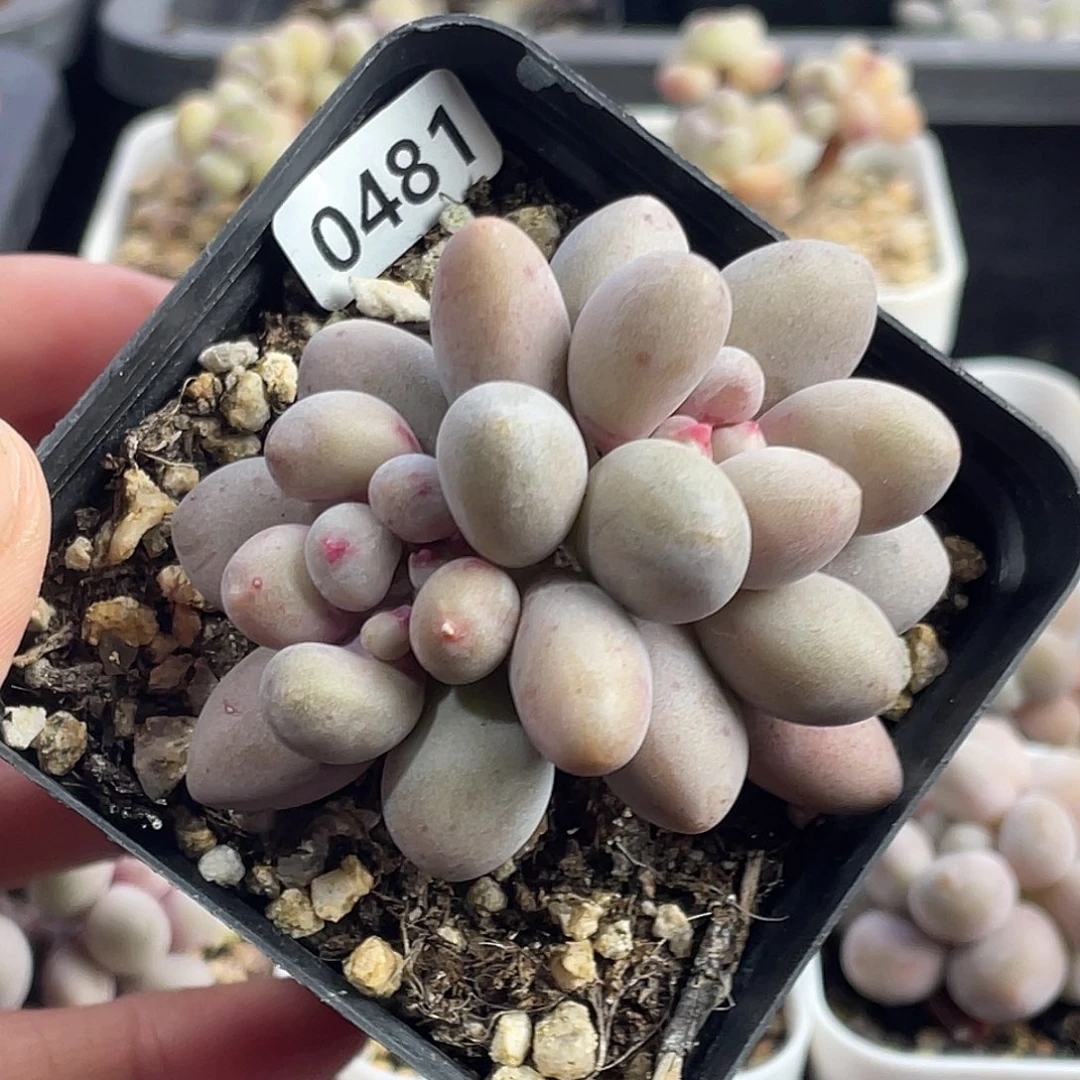 仙子奶酪多肉植物