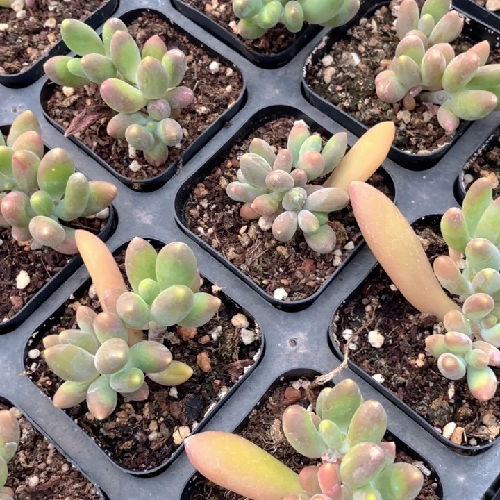 芒果奶随机发满18包邮
