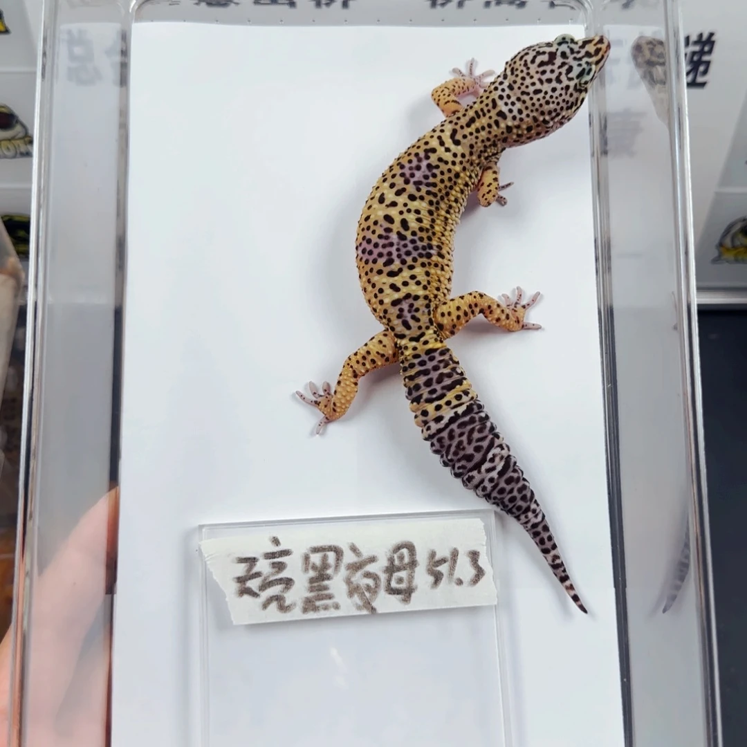 豹纹守宫天亮黑夜母