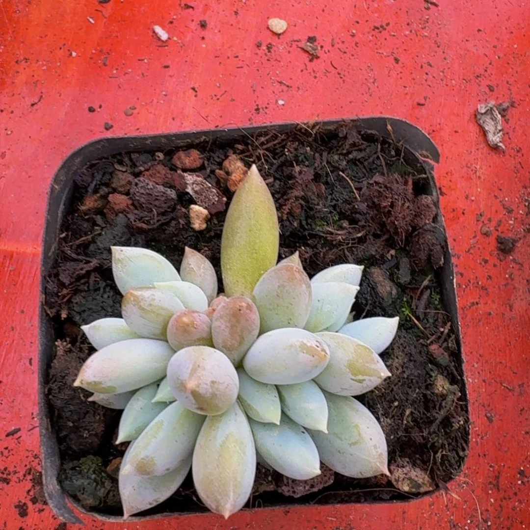 美人系列产品多肉植物1颗