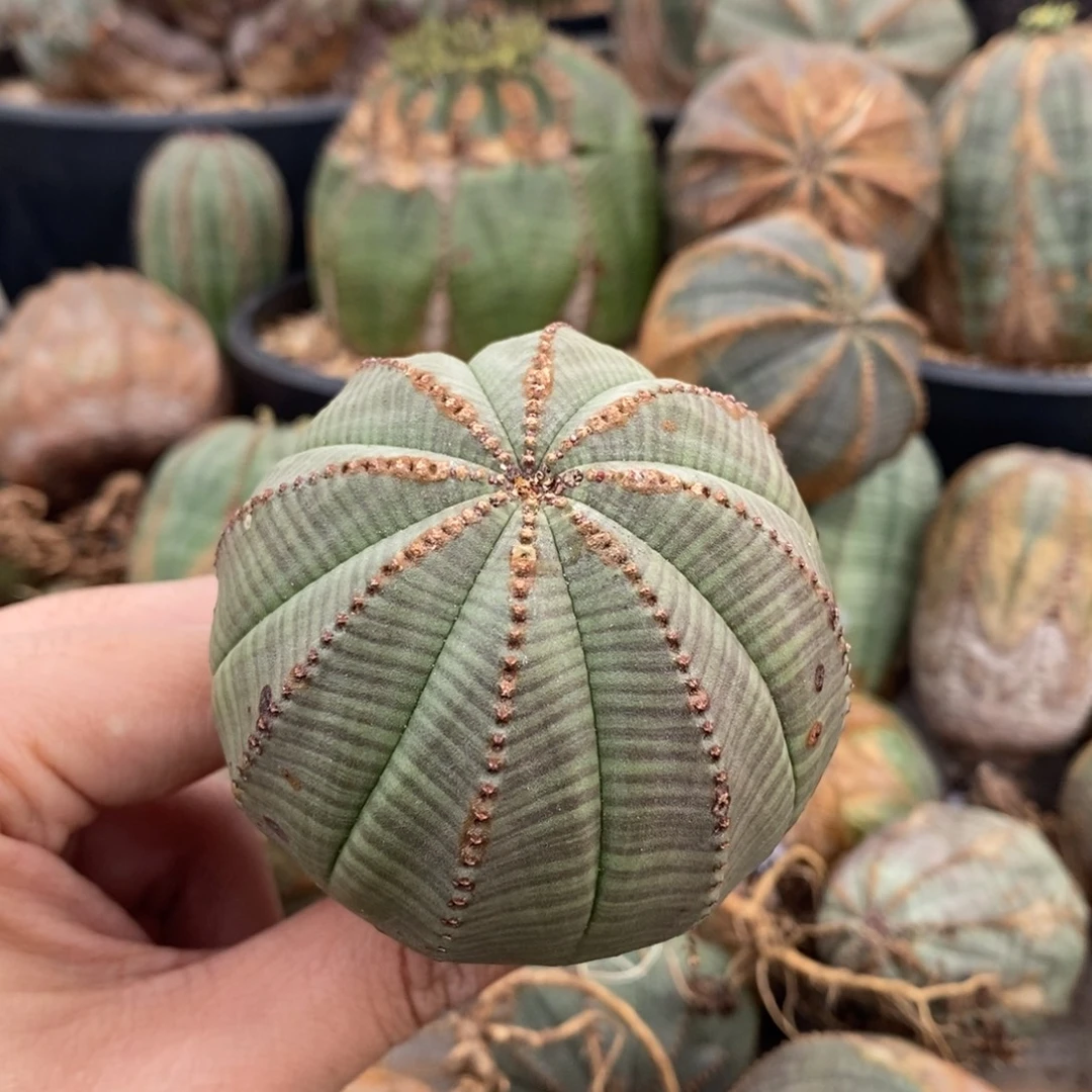 荣***生欧系实生布纹球多肉植物
