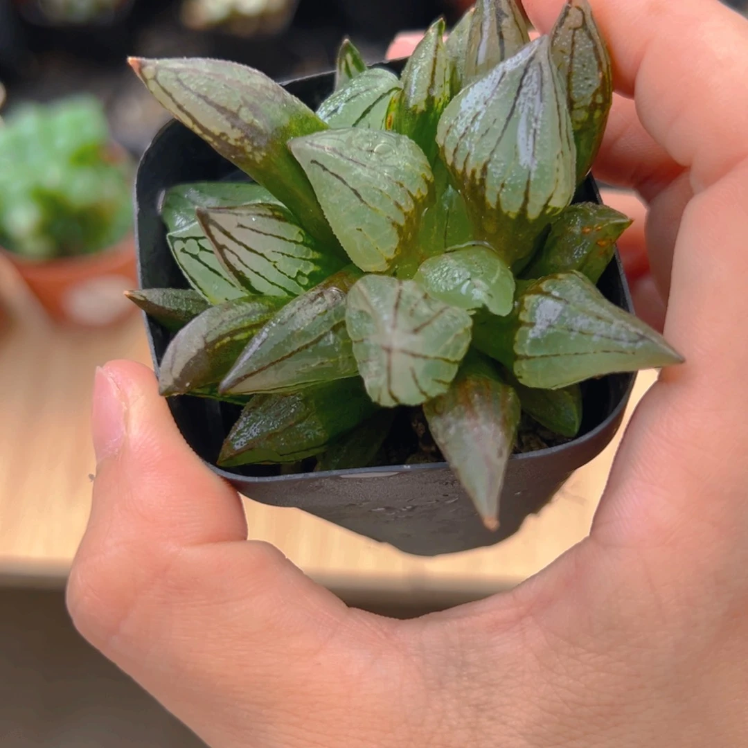 冉*子弹头多肉多肉多肉1