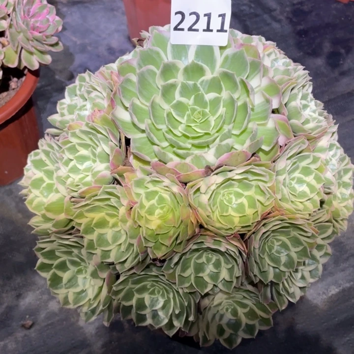 孔雀翎2211号多肉植物