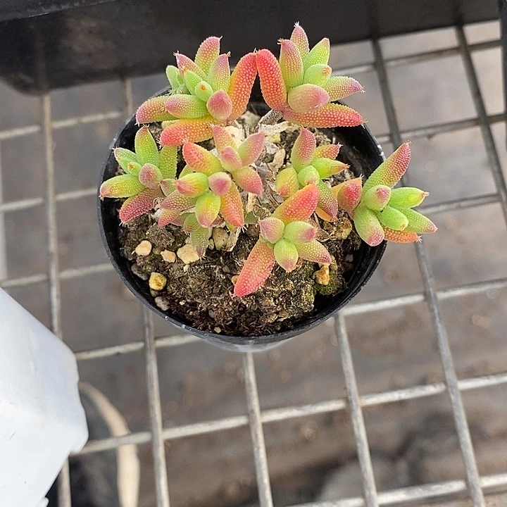 玉米枝干一物一拍