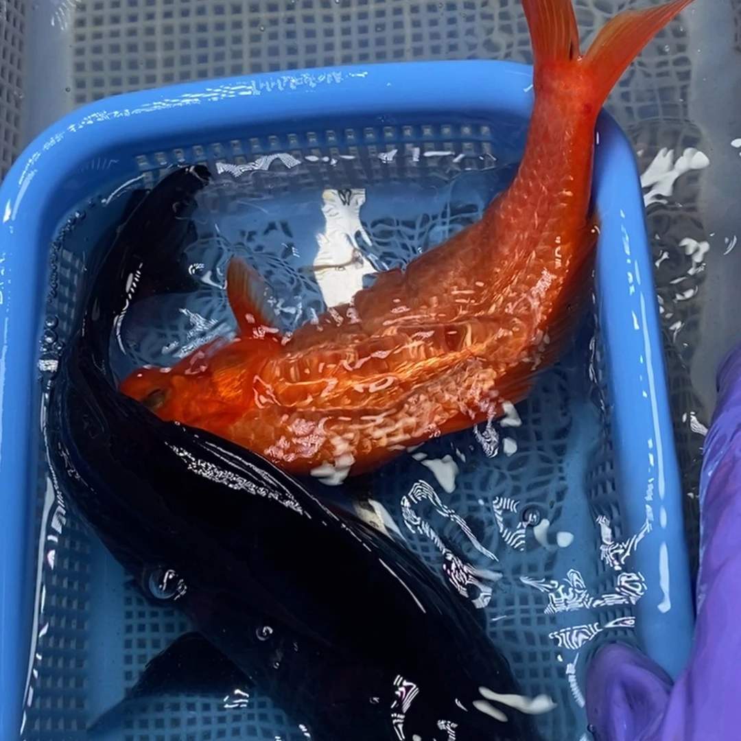 锦鲤冷水锦鲤包邮