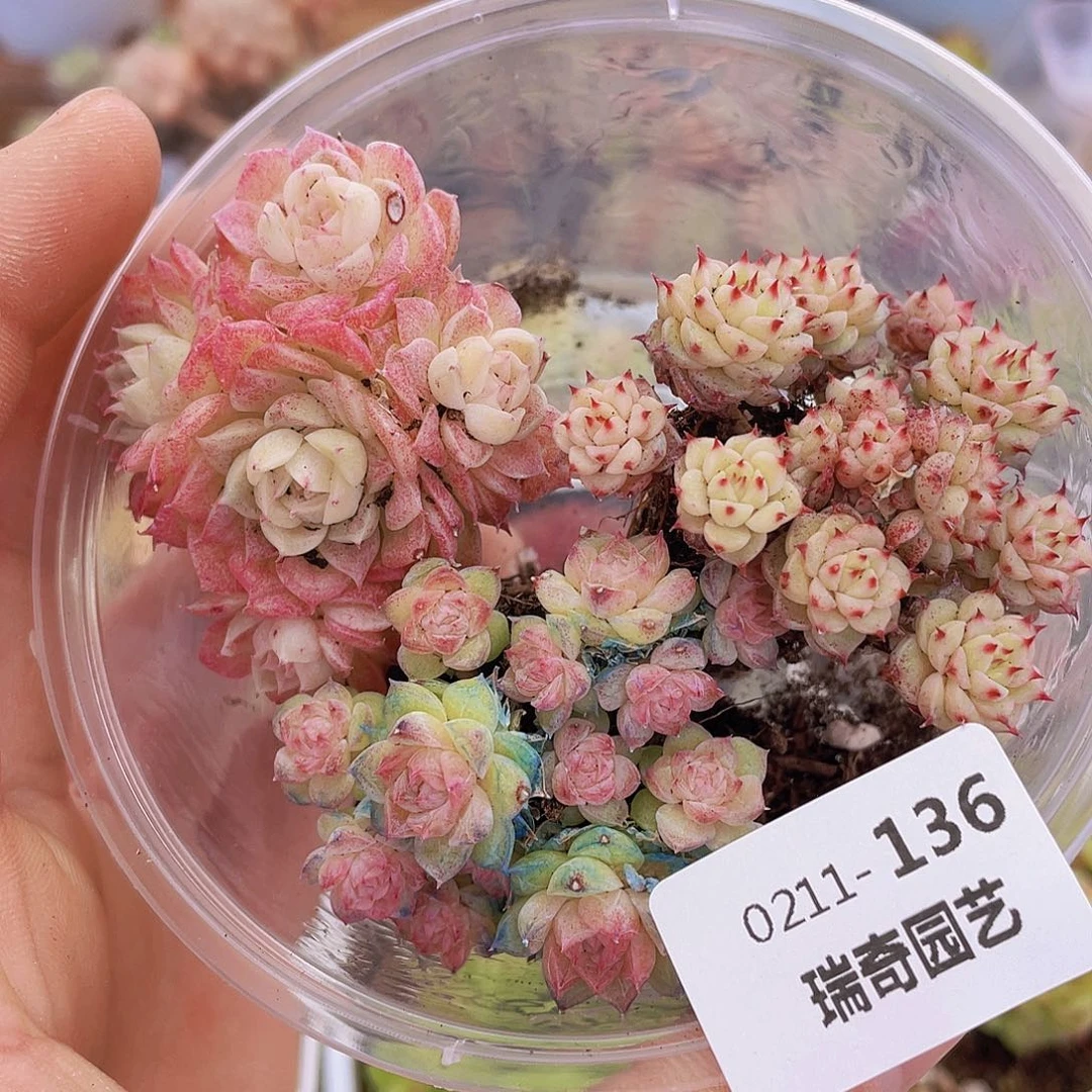 000000000000136量拍